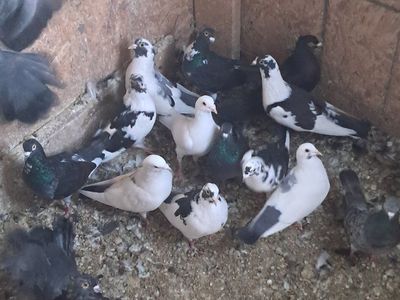 Pigeon