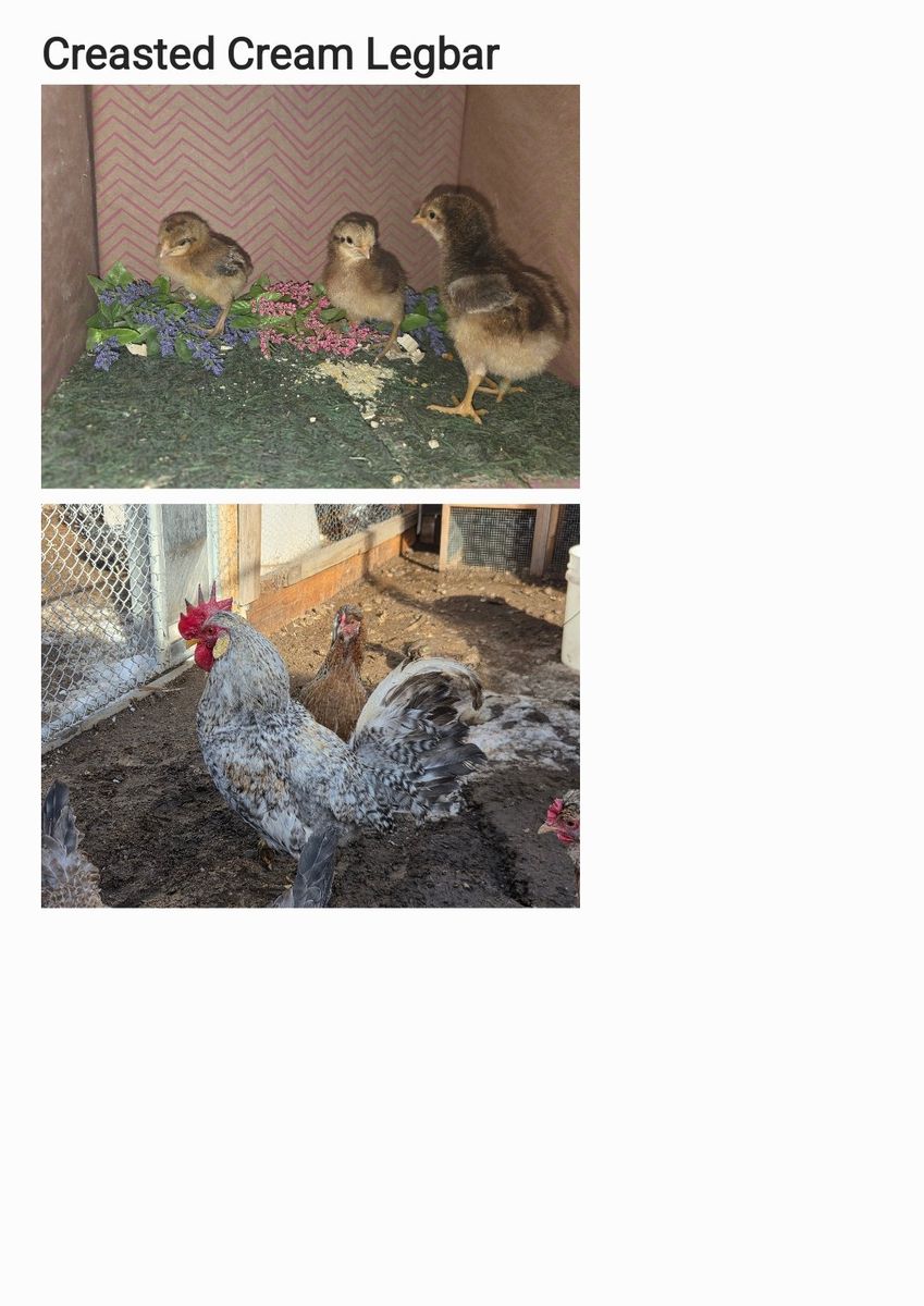 Cream Legbar Chicks