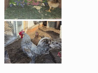 Cream Legbar Chicks