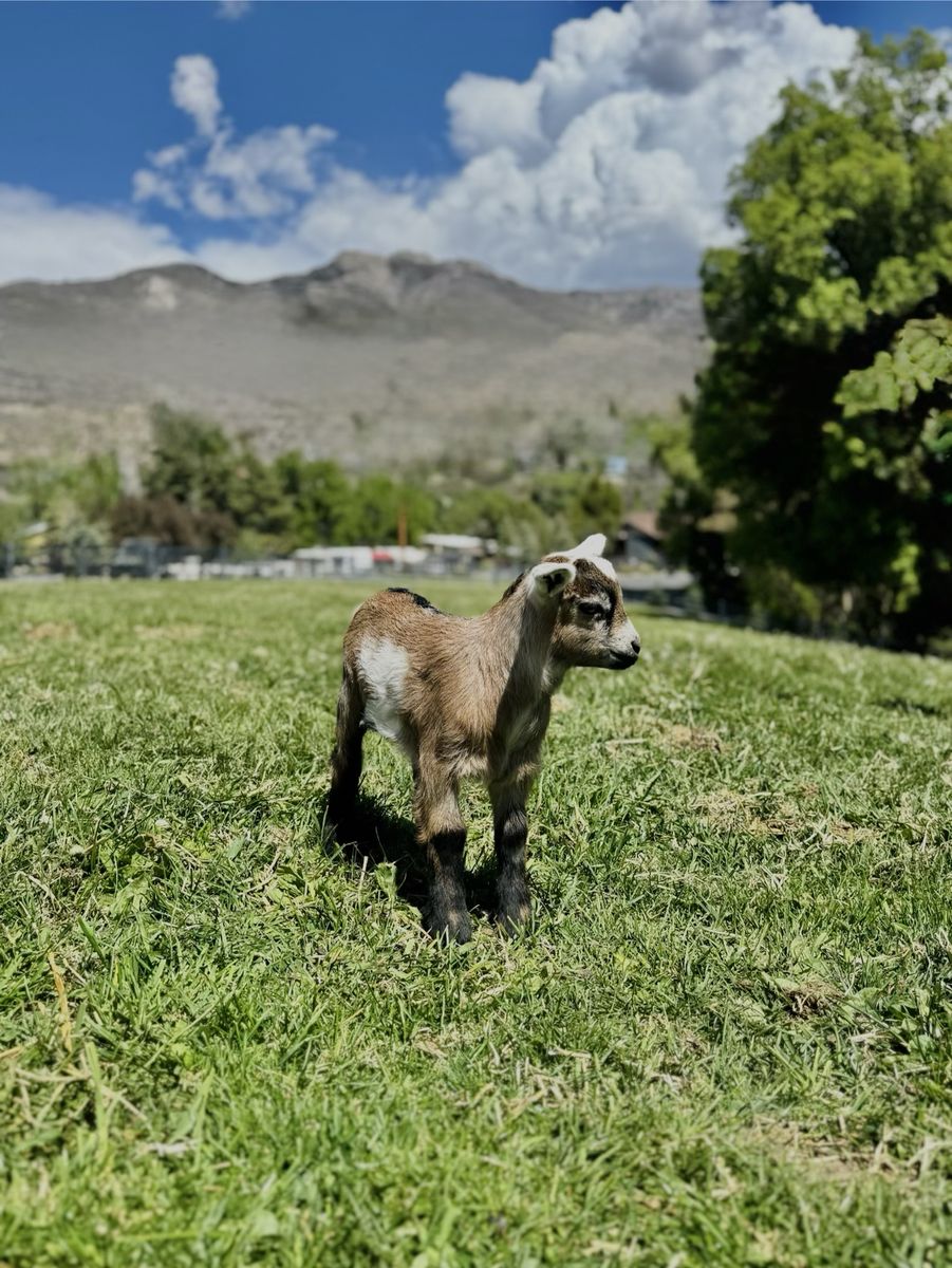 Fainting Buck Goat Available – Luke| Maple Creek Farm