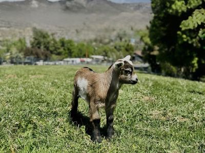 Fainting Buck Goat Available – Luke| Maple Creek Farm