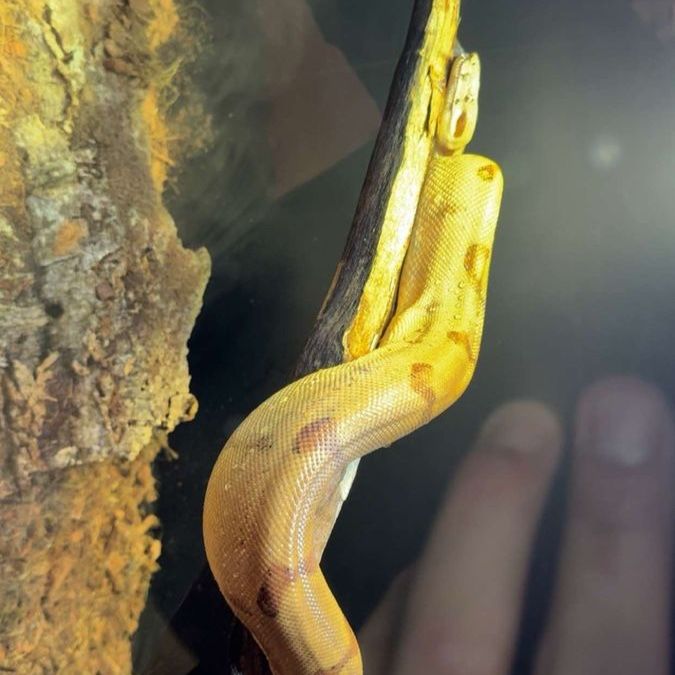 Hypo red tail boa
