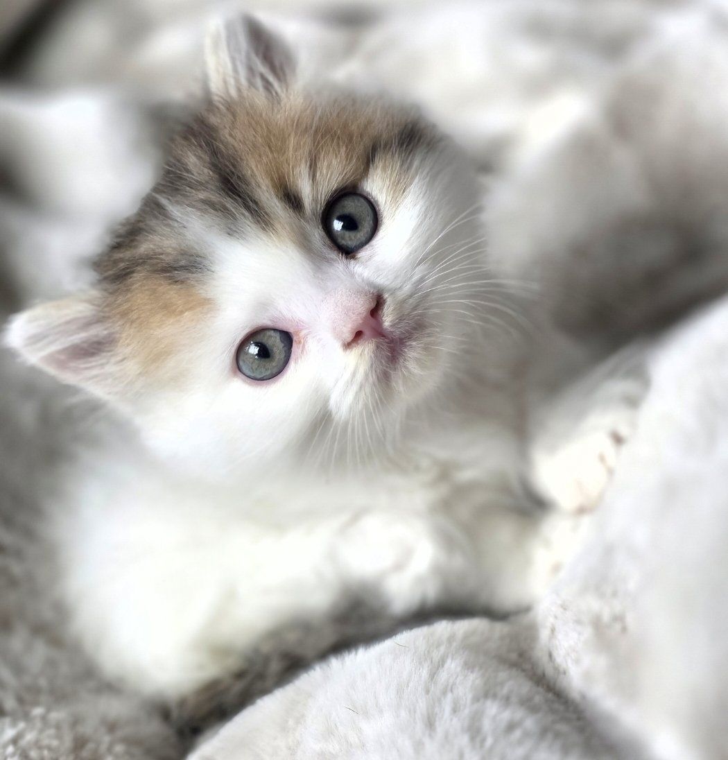 Tica Minuet/ munchkin male kitten.