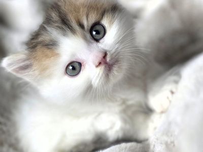 Tica Minuet/ munchkin male kitten.