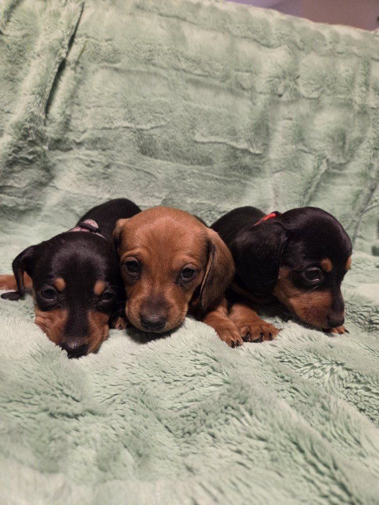 Dachshund Puppies