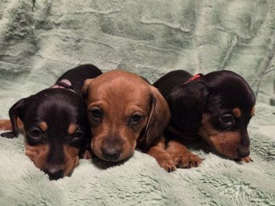 Dachshund Puppies