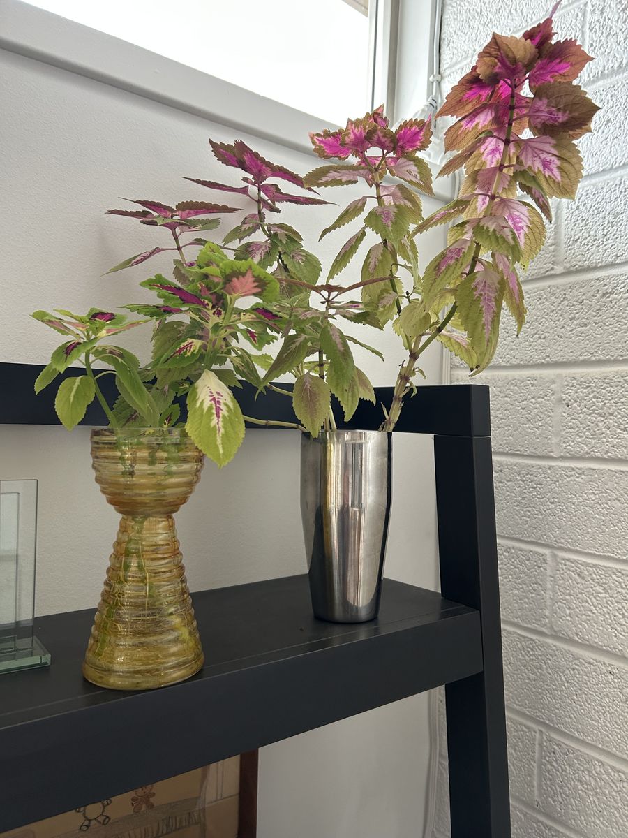 COLEUS & ORCHIDS LIVE HOUSE PLANT $10 EACH