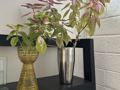 COLEUS & ORCHIDS LIVE HOUSE PLANT $10 EACH
