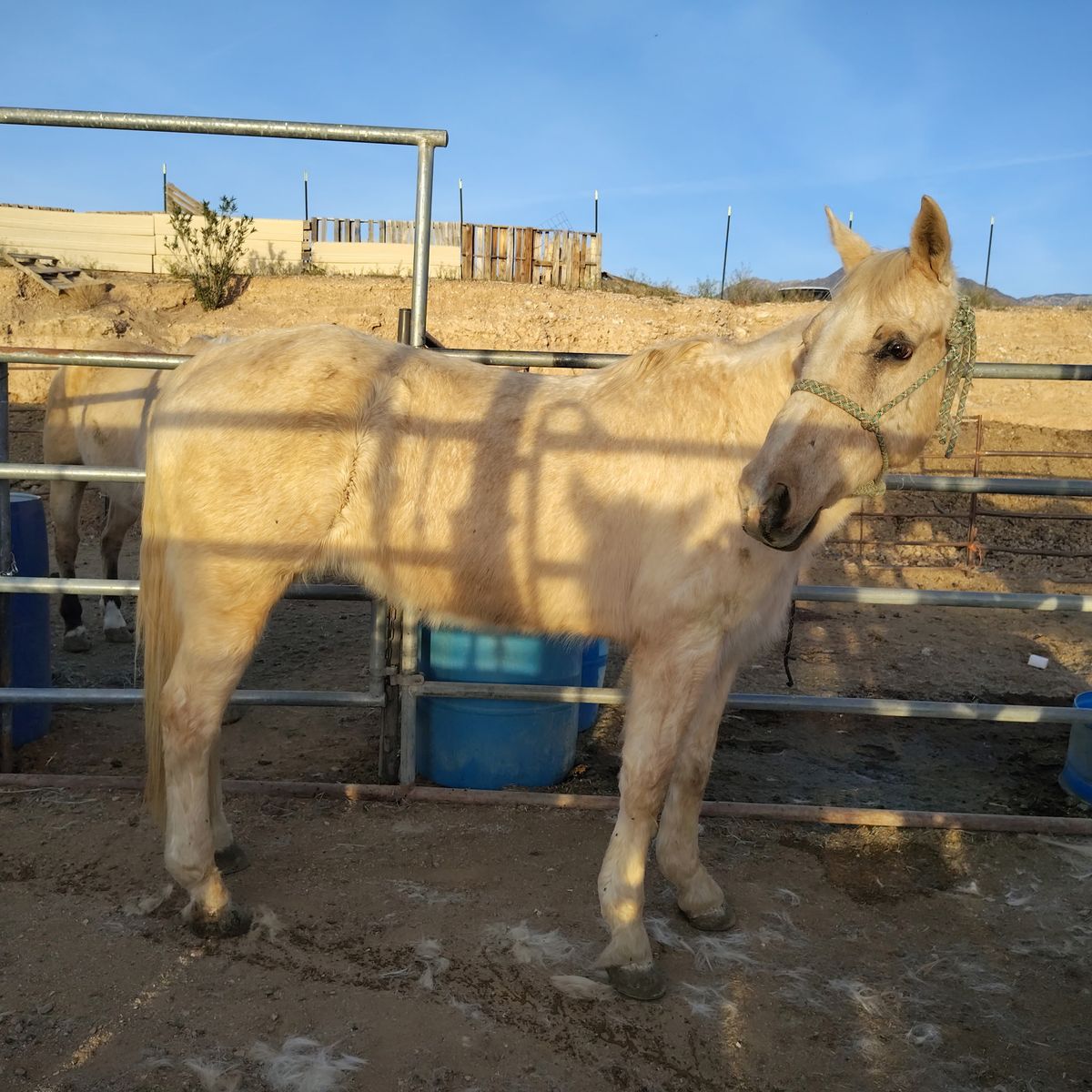 Palomino mare mft