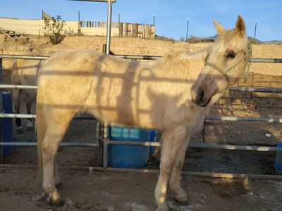 Palomino mare mft