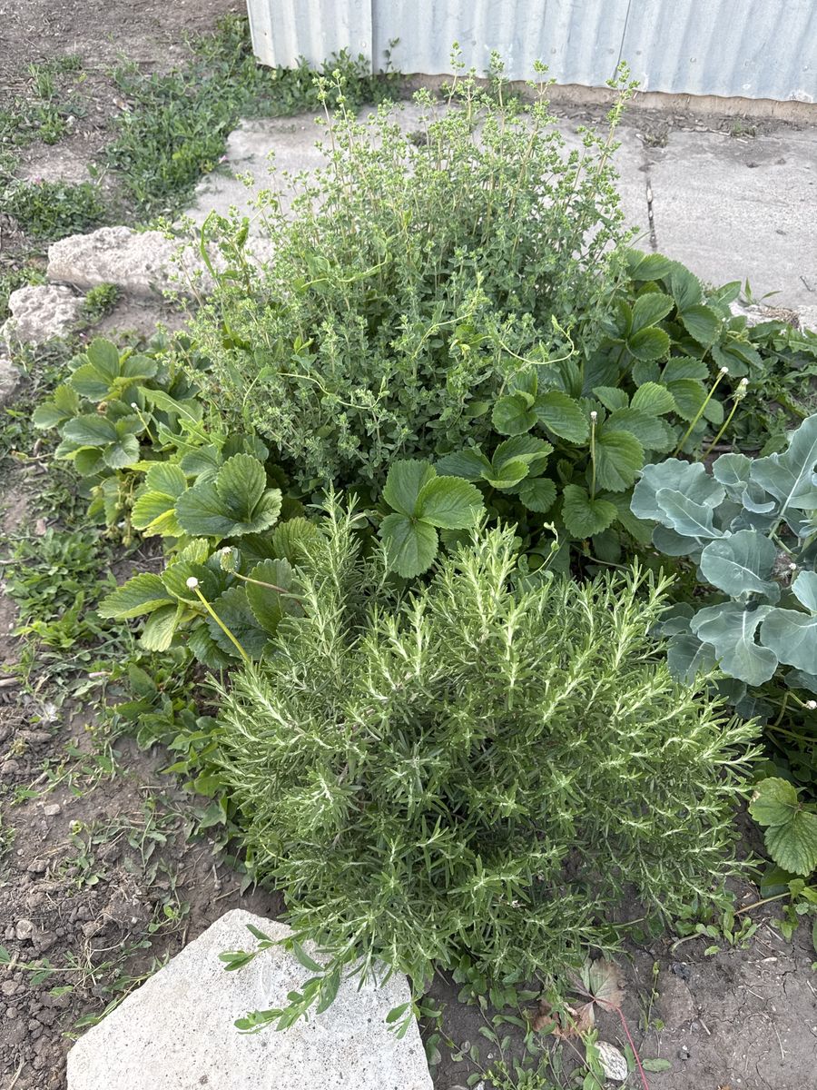 Free Rosemary and thyme
