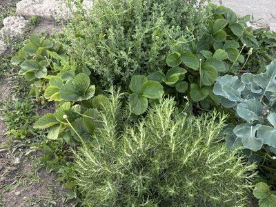 Free Rosemary and thyme