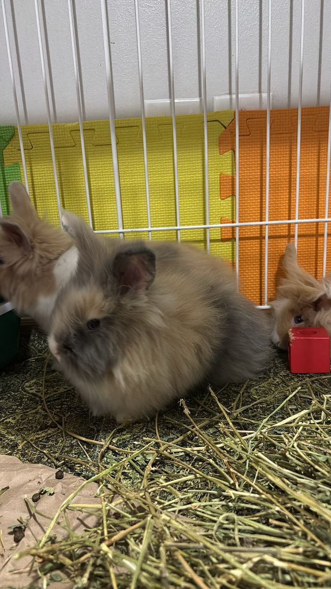 Adorable Lionhead Rabbit Babies - Various Colors