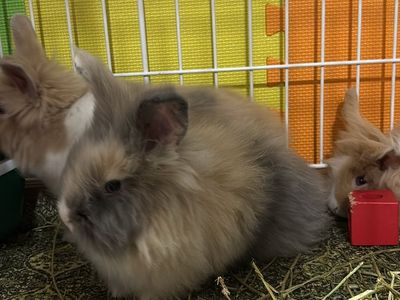 Adorable Lionhead Rabbit Babies - Various Colors