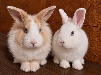 Lionhead Bunnies - 3 & 6 Months Old, Males & Females Available, House-Bred