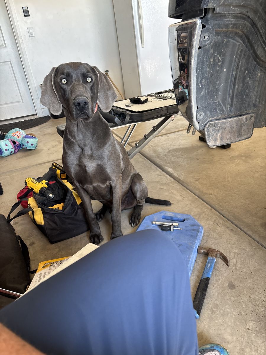 3 yr old pure bred weimaraner