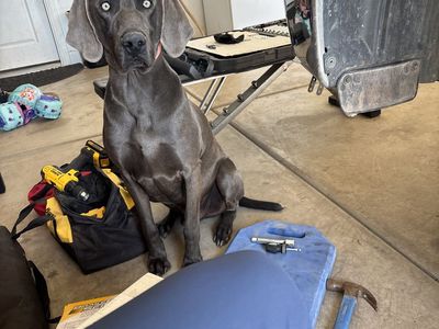 3 yr old pure bred weimaraner
