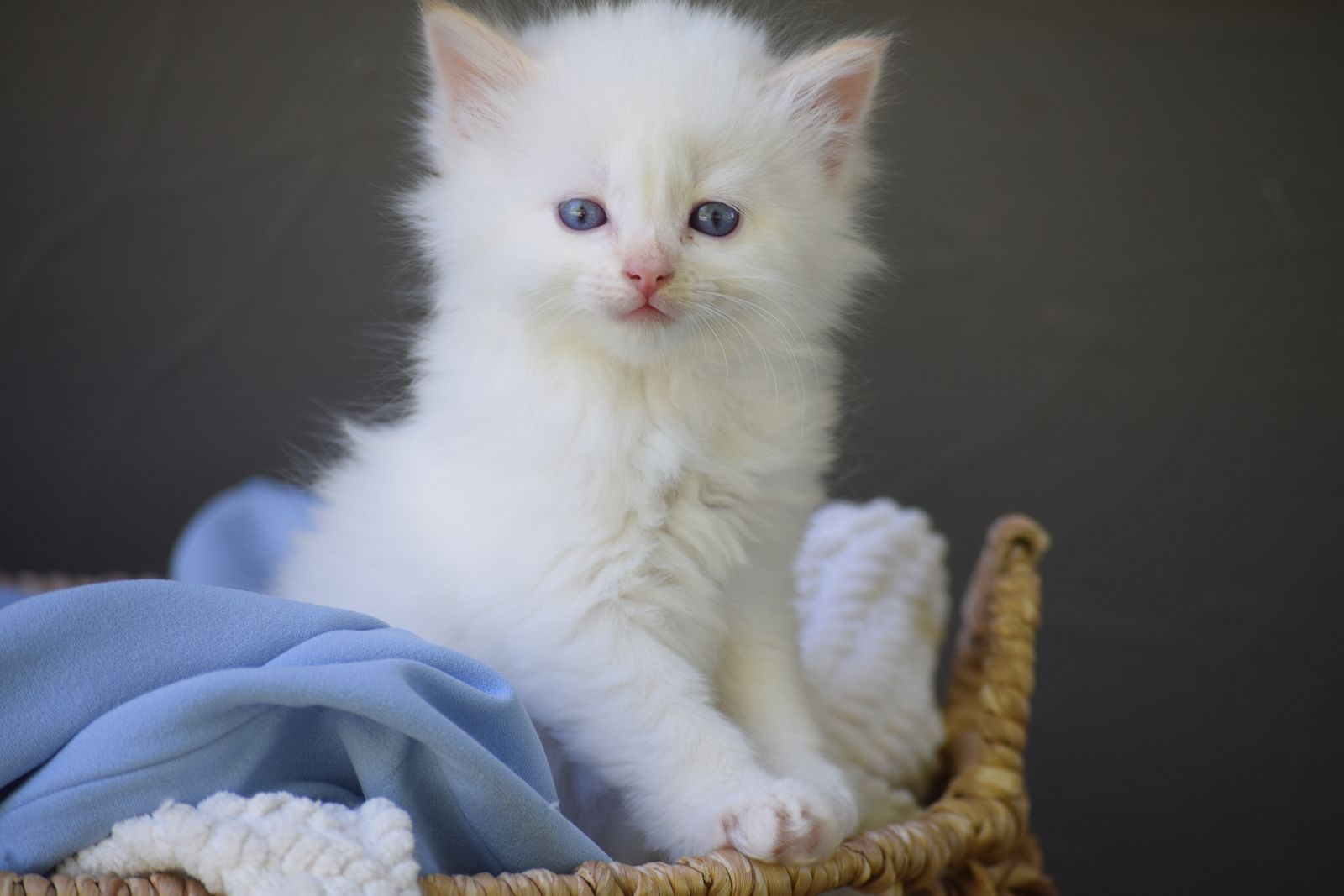 Beautiful Ragdoll Kitten