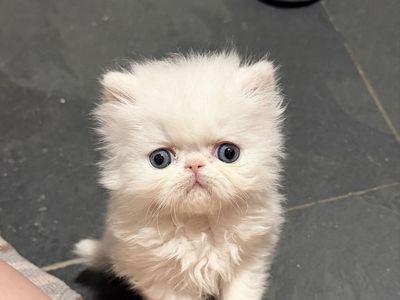 PERSIAN KITTENS