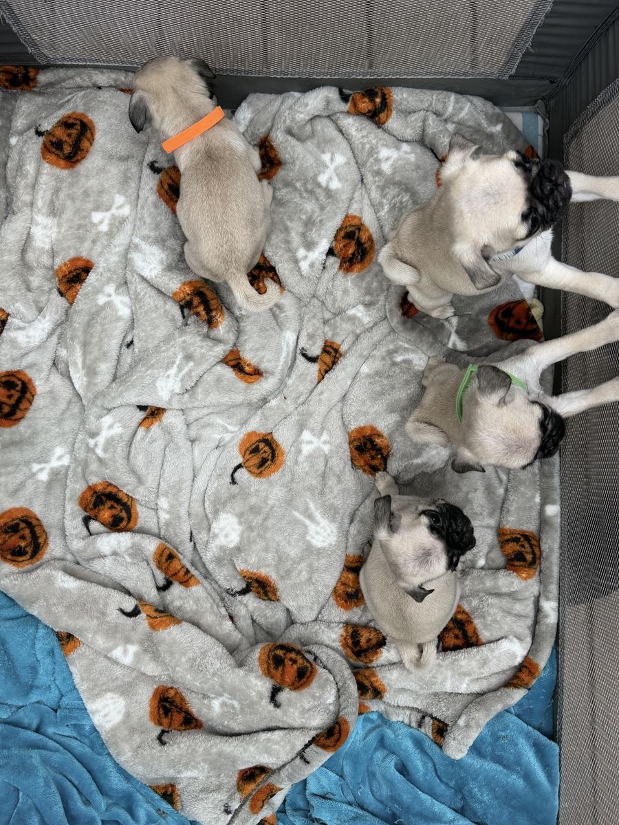 Revenge of the 5th Pug Puppies