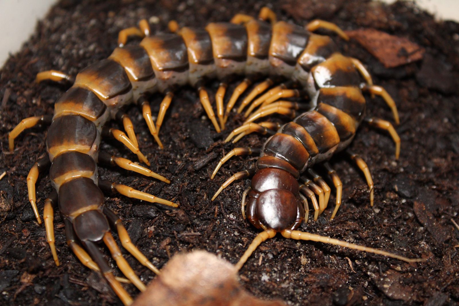 *OBO* Scolopendra sp. “piceoflava” (Sulawesi Tiger Centipede)