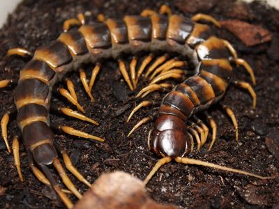 *OBO* Scolopendra sp. “piceoflava” (Sulawesi Tiger Centipede)