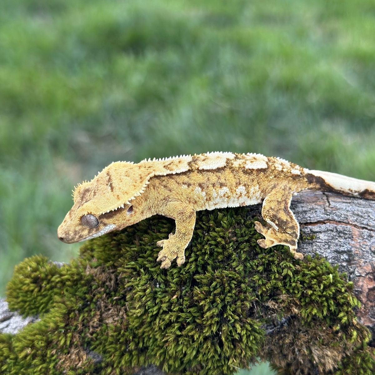 Yellow Harlequin Male