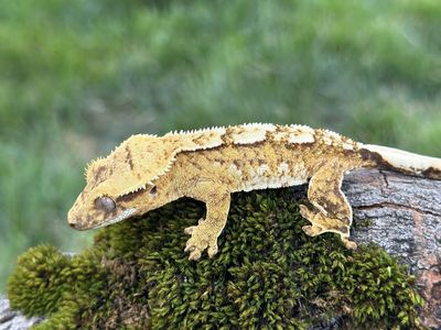Yellow Harlequin Male