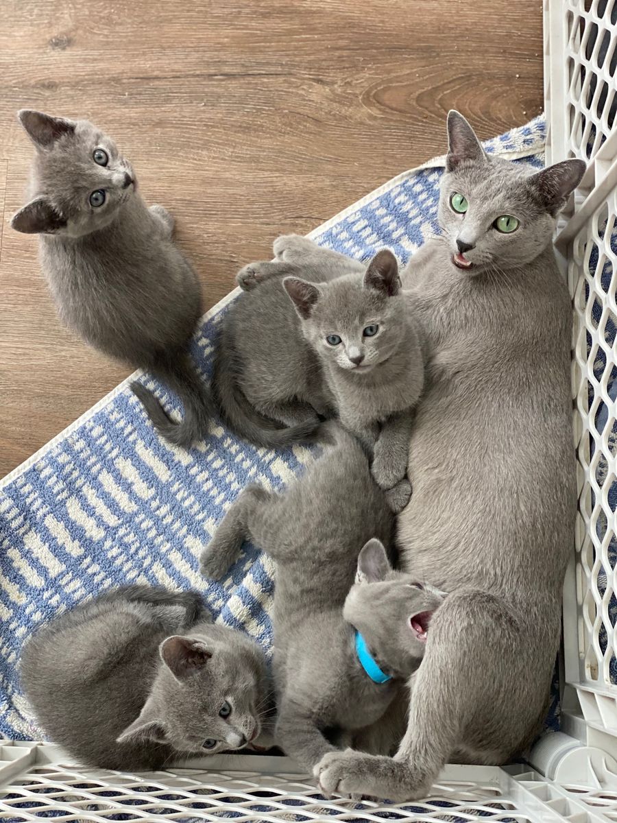Purebread Russian Blue Kittens.