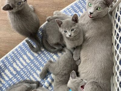 Purebread Russian Blue Kittens.