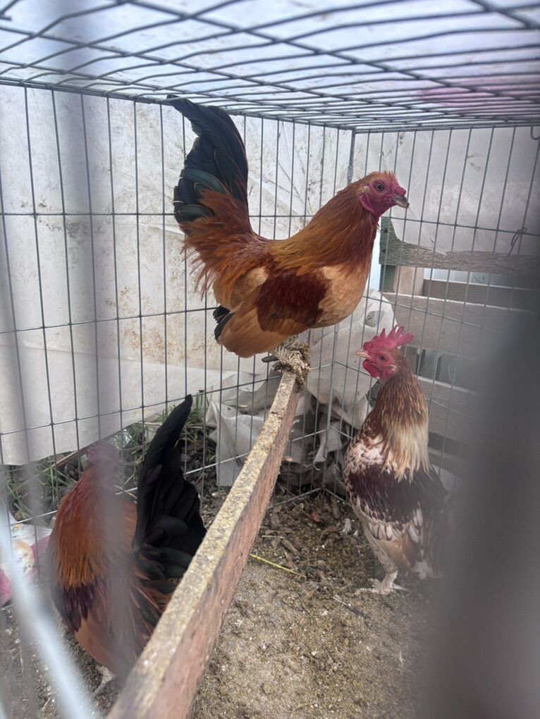 Bantam Roosters