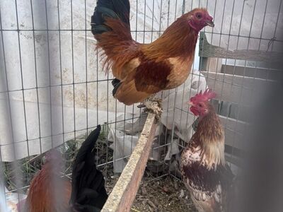 Bantam Roosters