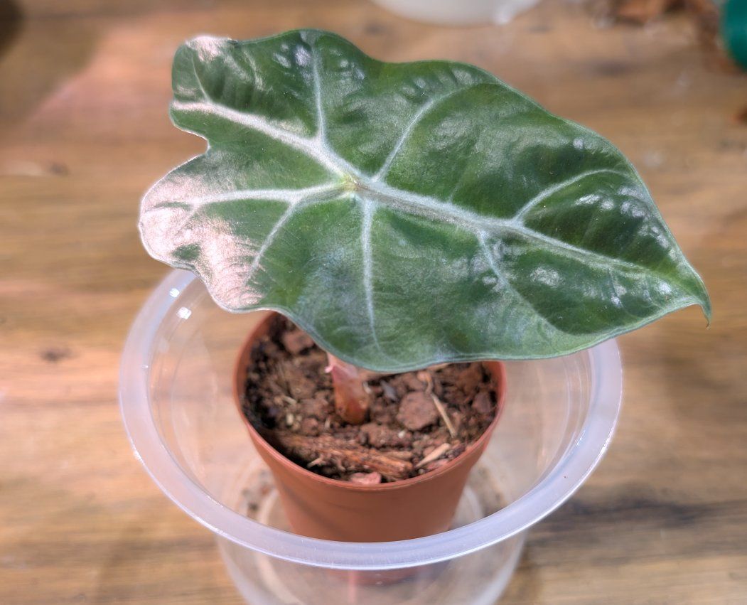 Alocasia Polly Pup