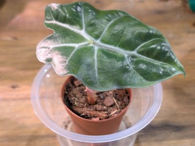 Alocasia Polly Pup