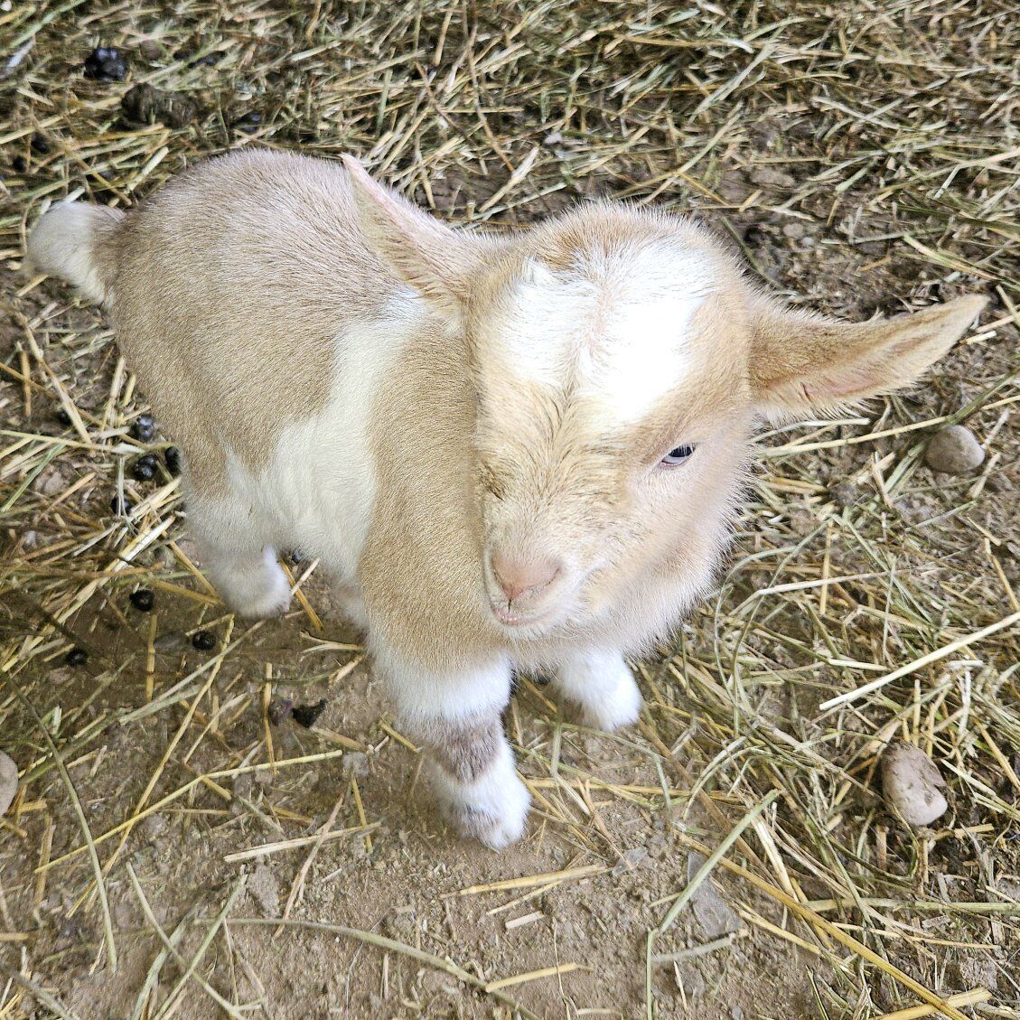 baby fainting goats!