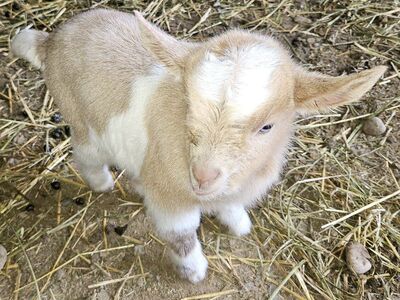 baby fainting goats!