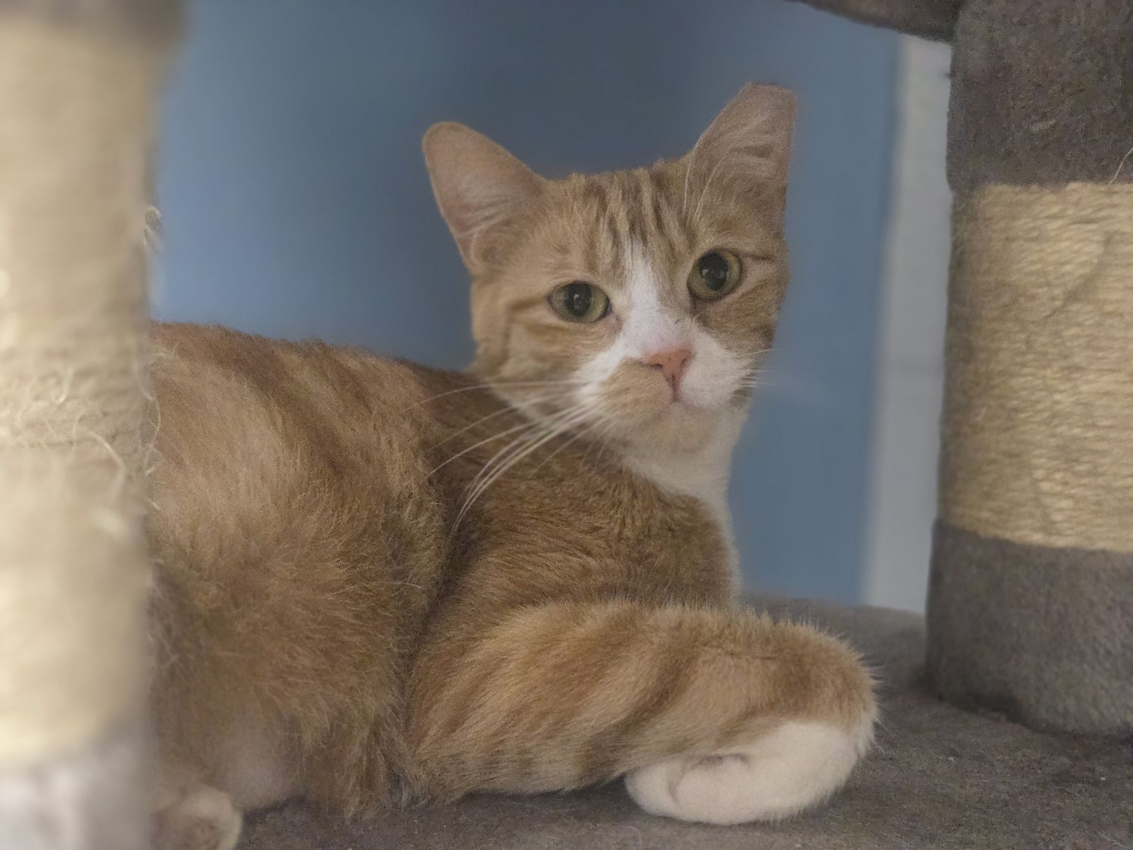 A164854 Wanda is Available for Adoption!
