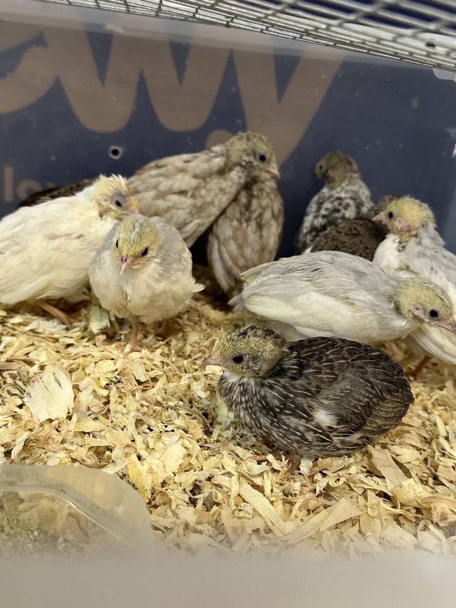 Button Quail Chicks - Live Young Quail