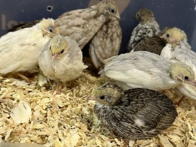 Button Quail Chicks - Live Young Quail