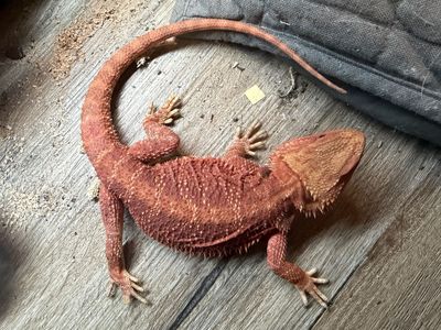 Bearded Dragon