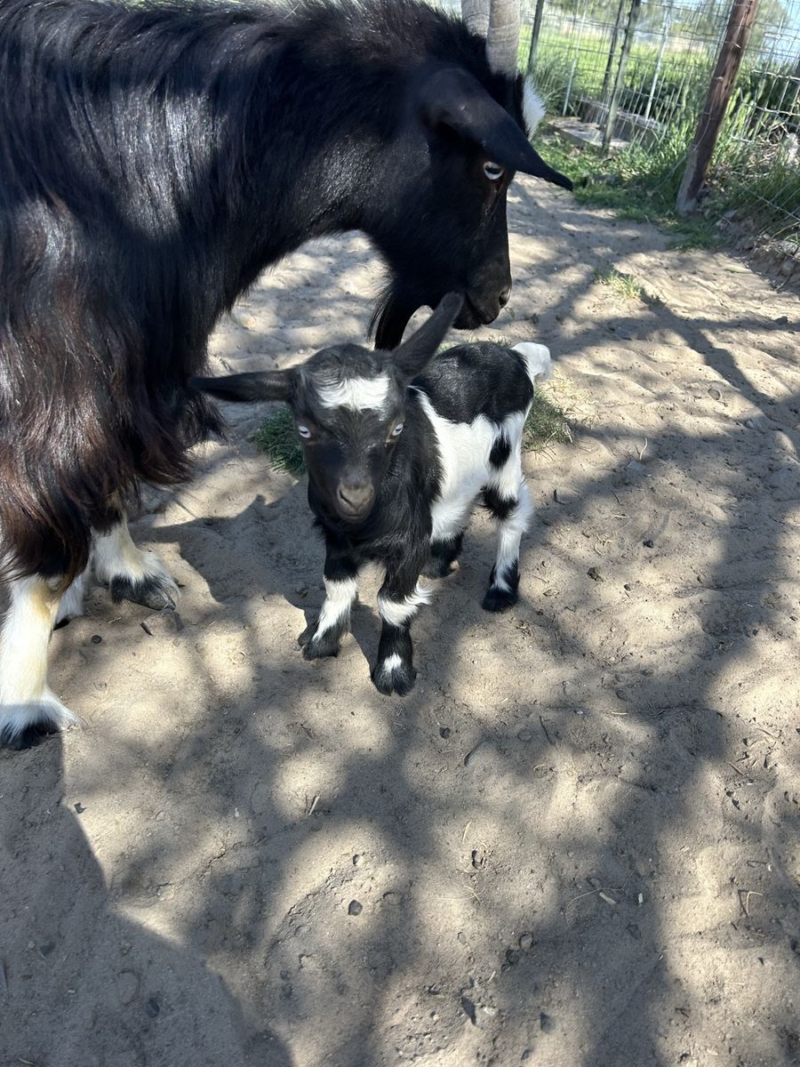 Mini silky fainting Baby Goats for Sale