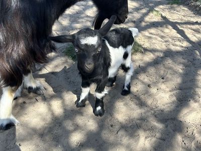 Mini silky fainting Baby Goats for Sale