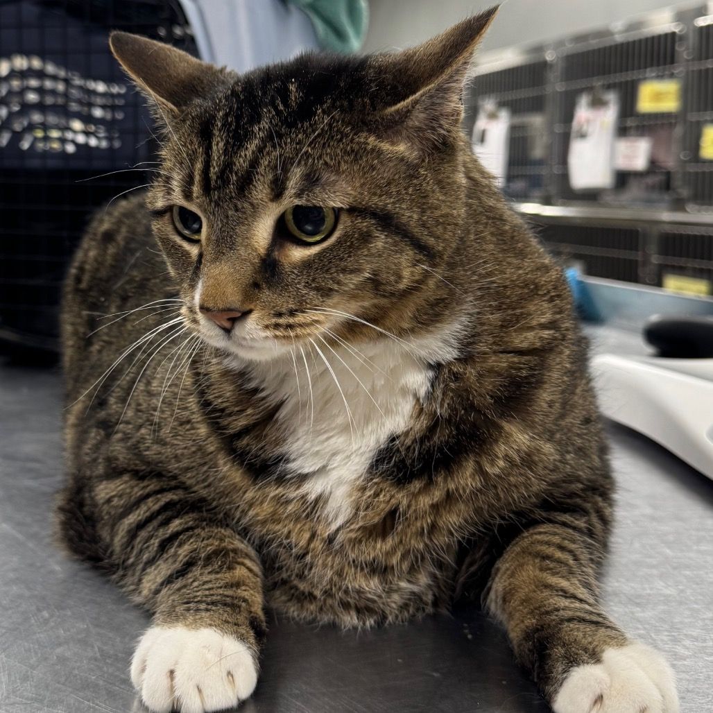 Hello my name is Moto Moto