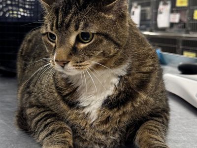 Hello my name is Moto Moto