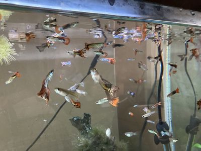cheap Fantail Guppies