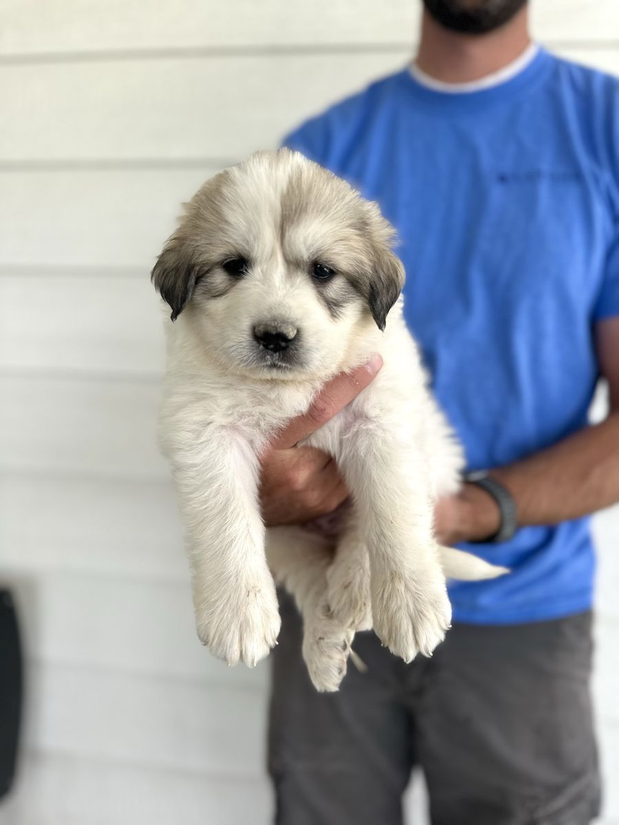 AKC Great Pyrenees Puppies