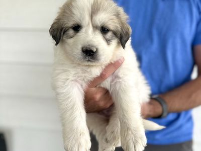 AKC Great Pyrenees Puppies