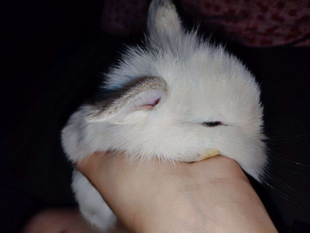 Baby floppy eared lion head bunnies