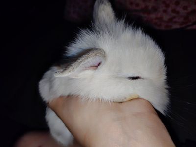 Baby floppy eared lion head bunnies