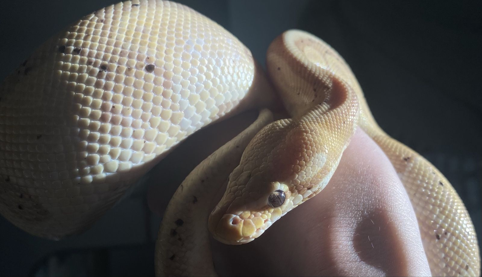 Banana Ball Python wirh 5x2x2